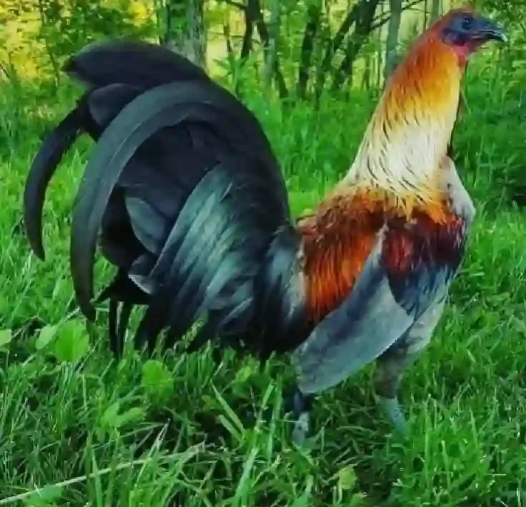 Panduan Bermain Sabung Ayam Online di S128S untuk Pemula